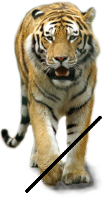 Tiger Cornelius